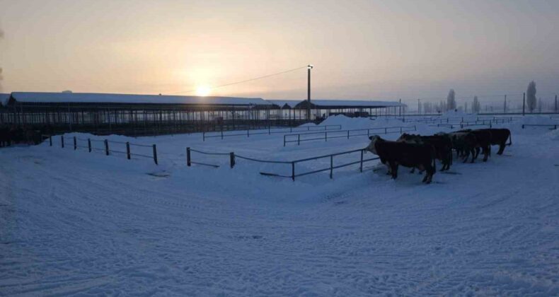  Türkiye’nin En Büyük Hayvan Pazarı Kar Nedeniyle Kapandı