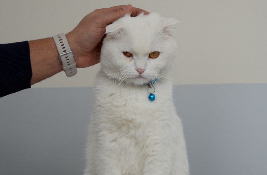  Veteriner Fakültesi Hayvan Hastanesinde Acil Klinik Hizmetleri Sürüyor