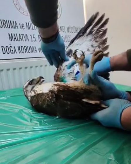  Yaralı bulunan şahin, tedavisinin ardından doğaya salındı