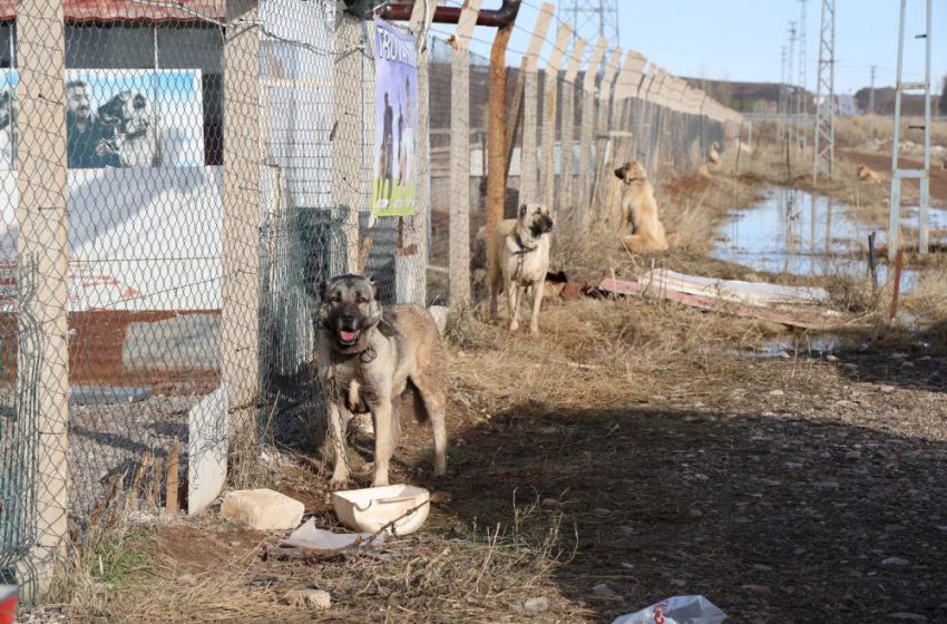  Sivas’ın dünyaca ünlü marka değeri Anadolu Aslanları su altında kaldı
