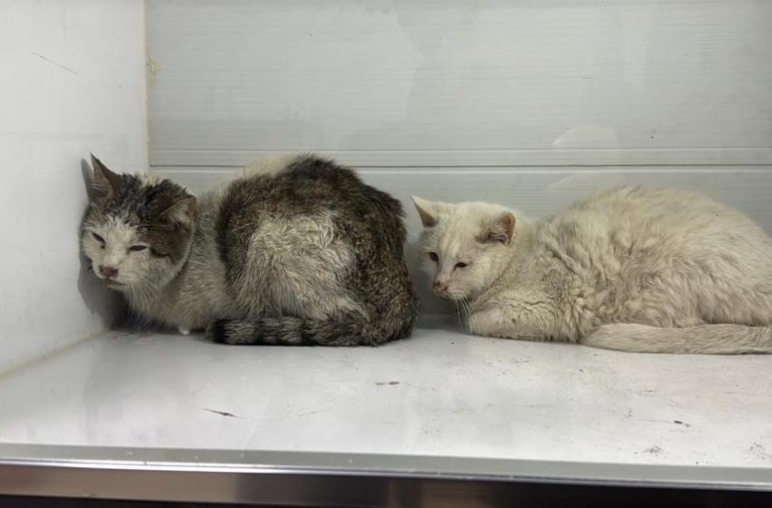  Sivas’ta 2 katlı evde çıkan yangında 26 kedi telef oldu