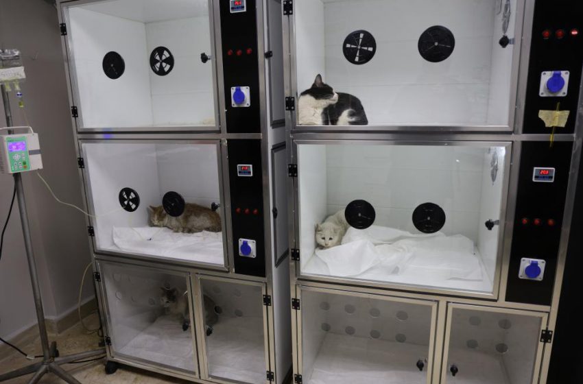  Veterinerler yangında yaralanan 11 kedinin gönüllü tedavisini üstlendi