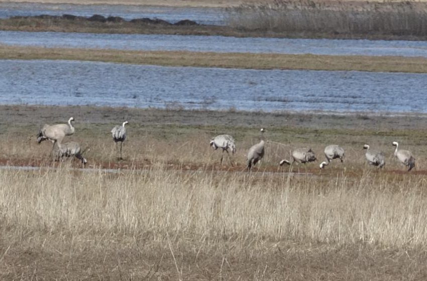  Baharın ilk habercilerinden turnalar kendini gösterdi