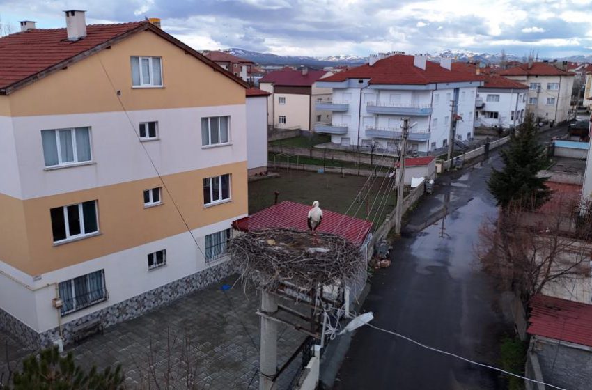  Mahallenin maskotu oldular, baharla birlikte yuvalarına döndüler