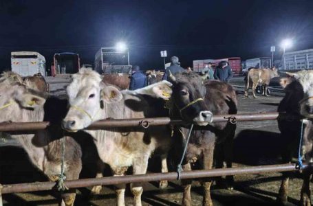 İÇ ANADOLU BÖLGESİNİN EN BÜYÜĞÜ OLAN ŞARKIŞLA HAYVAN PAZARI’NDA KURBAN BAYRAMI’NIN YAKLAŞMASIYLA YOĞUNLUK ARTTI. (MEHMET BARDAK/SİVAS-İHA)
