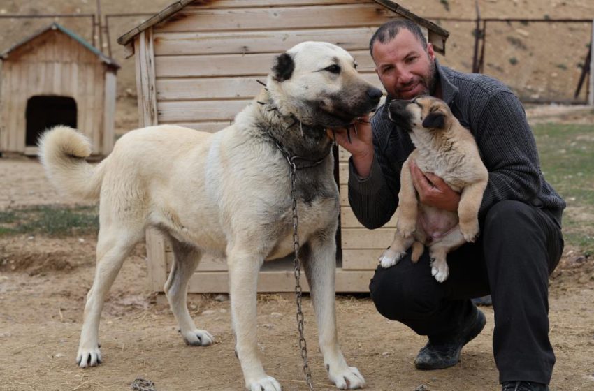  Mevsimin ilk kangalları dünyaya gözlerini açtı, karakterleri böyle ortaya çıkıyor