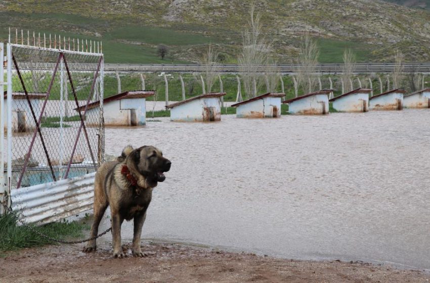  Dünyaca ünlü Anadolu aslanlarının yuvaları sular altında kaldı