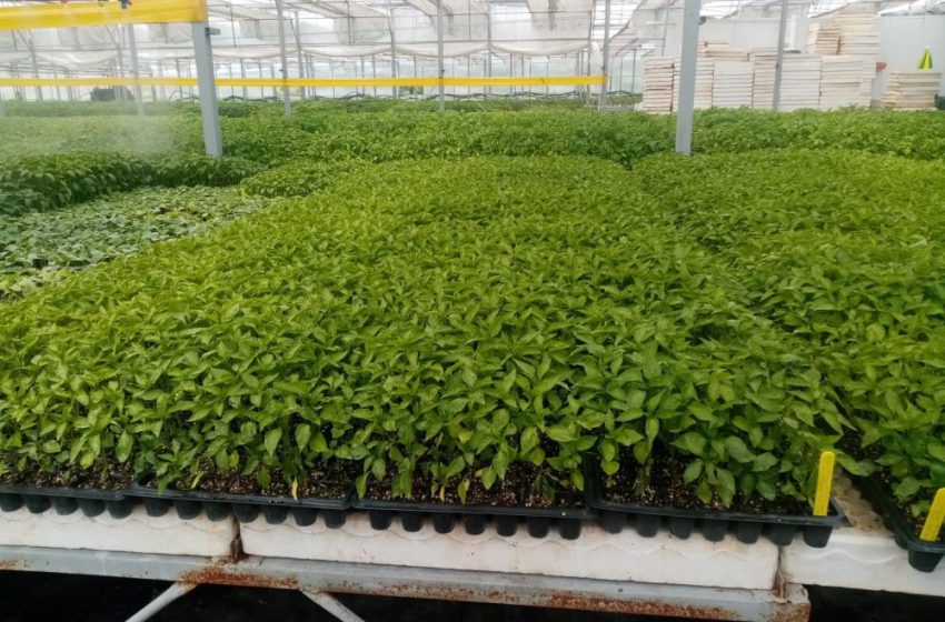  Sivas’ta Maraş biberi üretimi için ilk adım atıldı